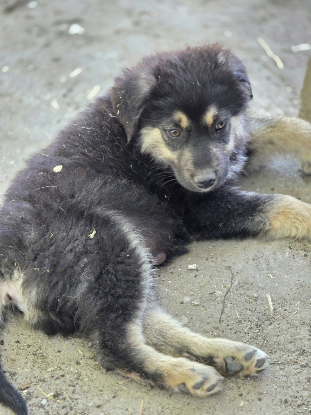 Adopter Nash
