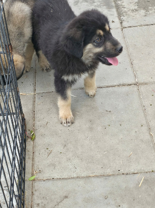 Adoption Nash