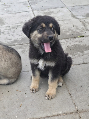 Adoption Nash