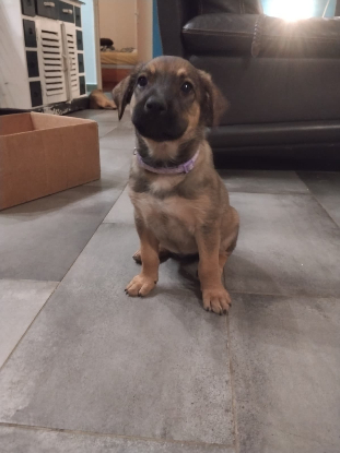 Adopter Alya