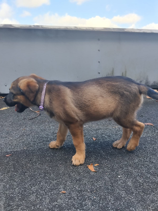 Adopter Alya
