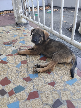 Adopter Archy