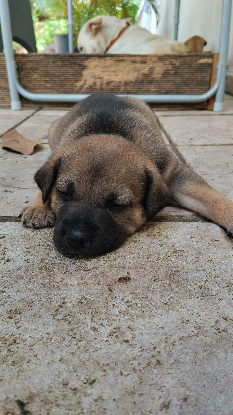 Adopter Archy