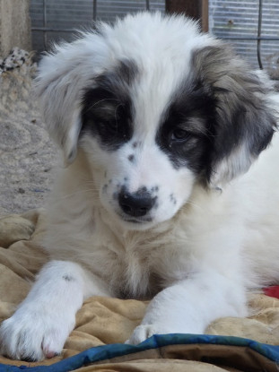Adopter Pucci