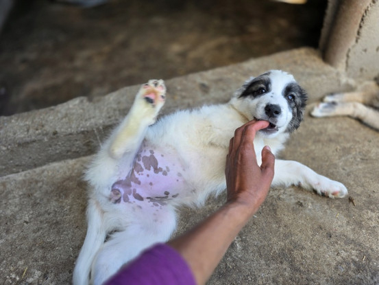 Adoption Pucci