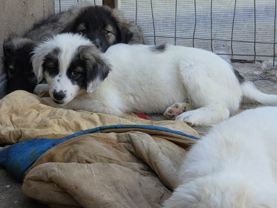Adoption Pucci