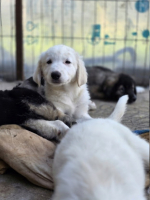 Adopter  chien : Vito