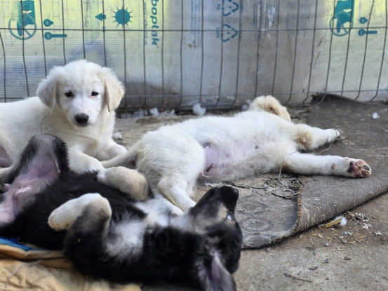 Adopter Vito