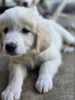 Adopter  chien : Milos