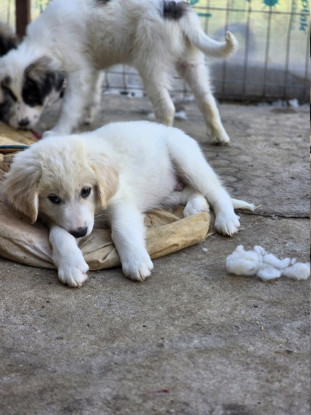 Adopter Milos
