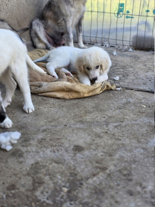 Adopter Milos