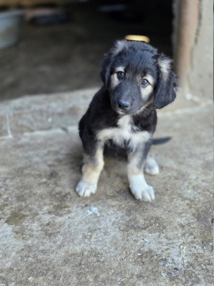 Adopter Livéa