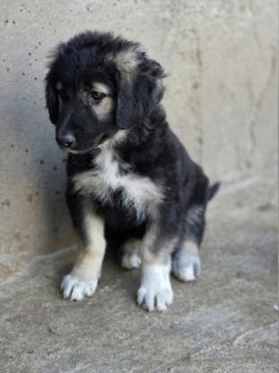 Adopter Livéa