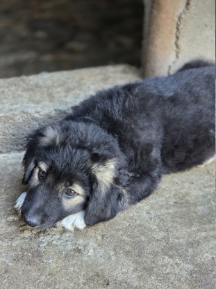 Adoption Livéa