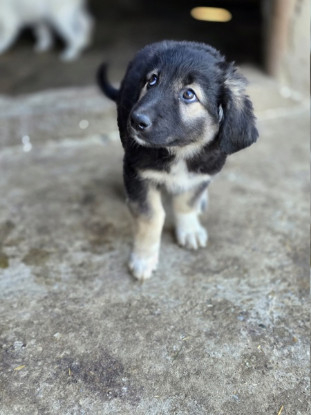 Adoption Livéa