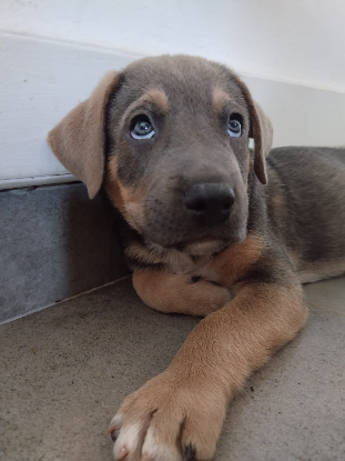 Adopter Buster
