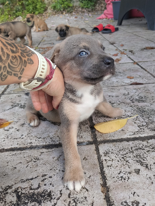 Adopter Buster