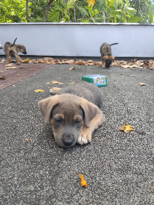Adopter Buster