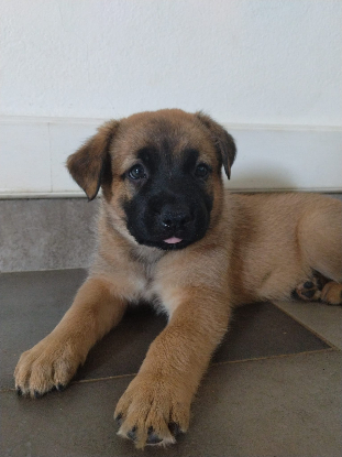 Adopter Havana