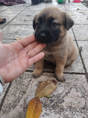 Adopter Havana