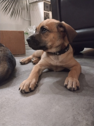 Adopter Tiky