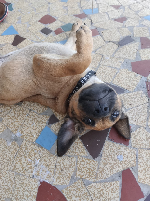 Adopter Tiky