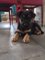 Adopter  chien : Astro