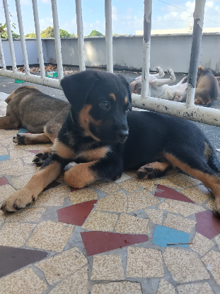 Adopter Astro