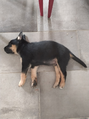Adopter Astro