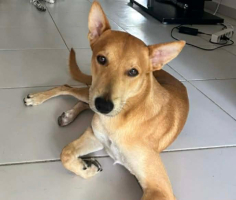 Adopter  chien : Foxy