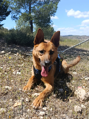Adopter Luna