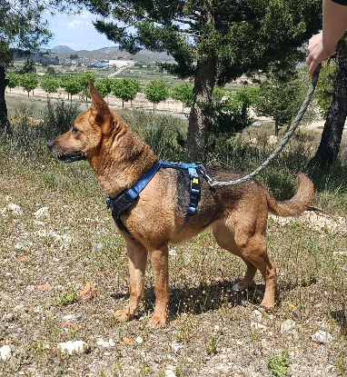 Adopter Luna