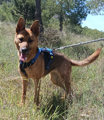 Adopter Luna