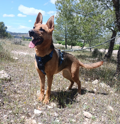 Adoption Luna