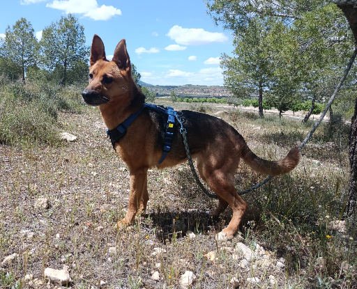 Adoption Luna