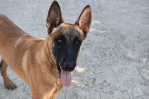 Adopter  chien : Blu