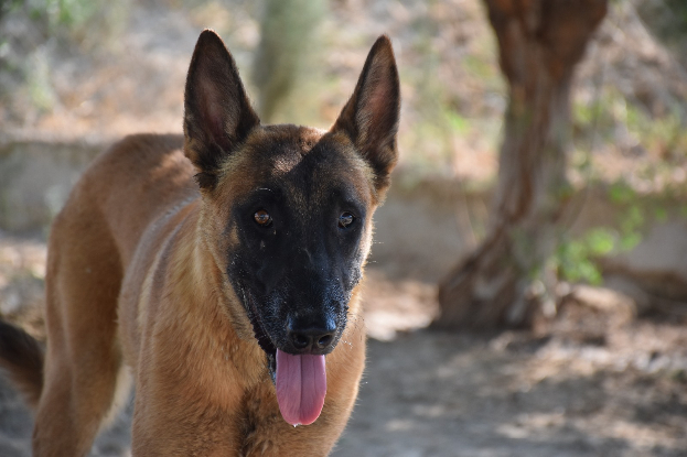 Adopter Blu