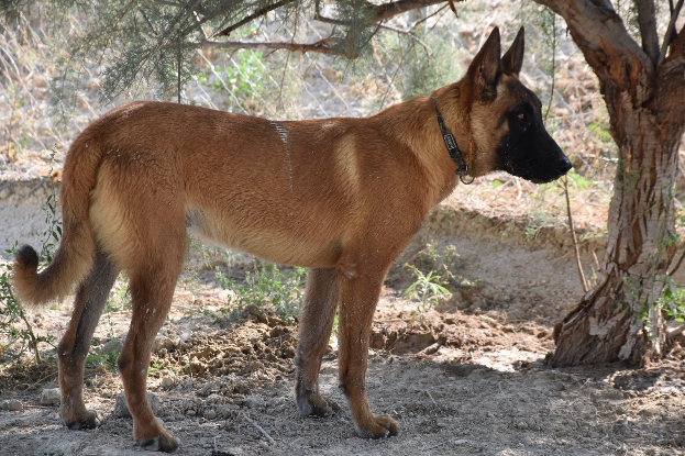 Adopter Blu