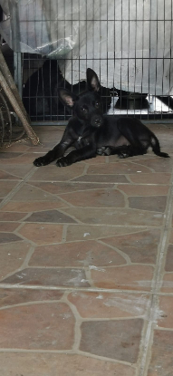 Adopter Shao