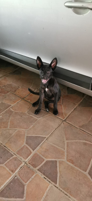 Adopter Shao