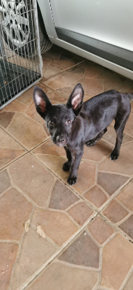 Adopter Shao