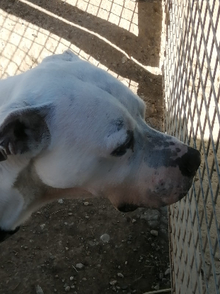 Adopter Kioto