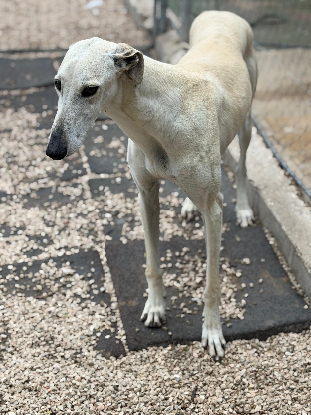 Adopter Tigrillo