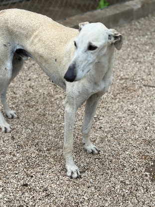 Adopter Tigrillo