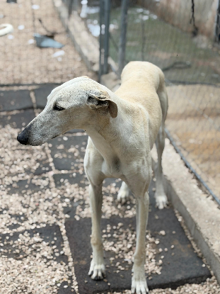 Adopter Tigrillo