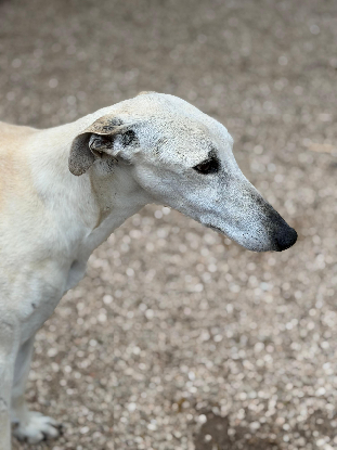 Adoption Tigrillo