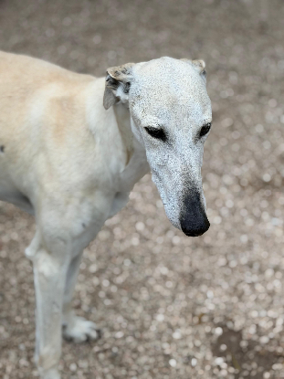 Adoption Tigrillo