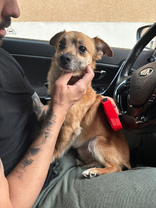 Adopter Eros