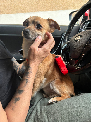 Adopter Eros