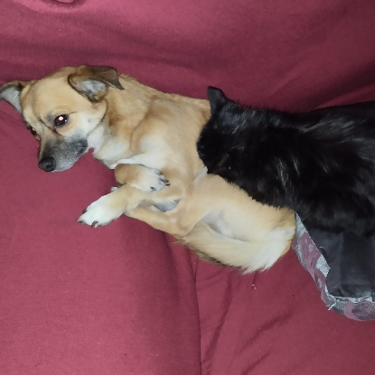 Adopter Eros